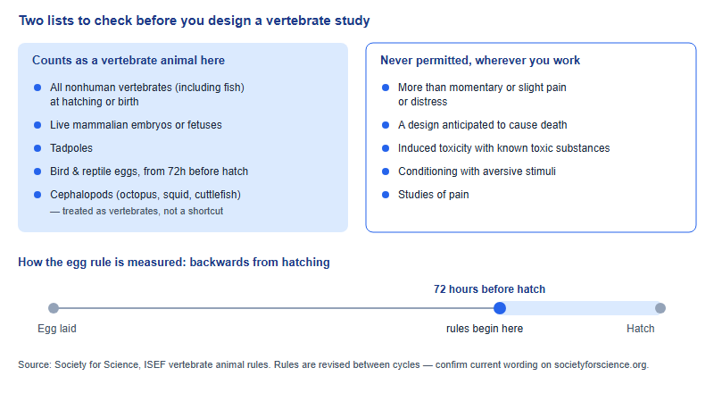 Left column lists what counts as a vertebrate animal under ISEF rules: nonhuman vertebrates including fish at hatching or birth, live mammalian embryos or fetuses, tadpoles, bird and reptile eggs from 72 hours before hatching, and cephalopods. Right column lists five of the prohibited categories. A timeline at the bottom shows that for bird and reptile eggs the rules begin 72 hours before hatching.