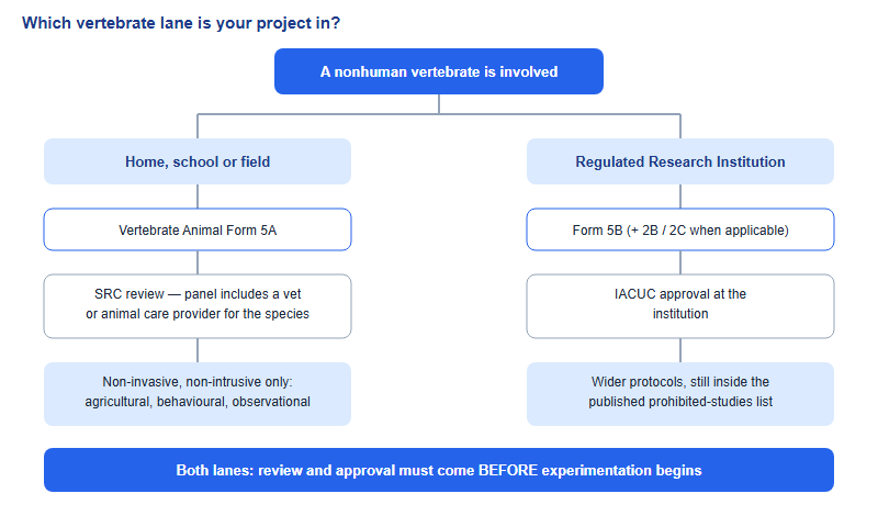 Decision flow: if a nonhuman vertebrate is involved, the location determines the lane. Home, school or field work uses Vertebrate Animal Form 5A and is approved by the local or affiliated fair SRC, which must include a veterinarian or animal care provider, and is limited to non-invasive studies. Work at a Regulated Research Institution uses Form 5B plus Forms 2B and 2C when applicable and requires IACUC approval. In both lanes approval must precede experimentation.